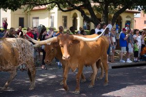 cattle drive with one longhorn