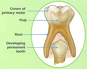 Graphic of Tooth