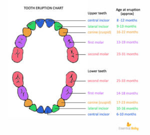 tooth eruption chart