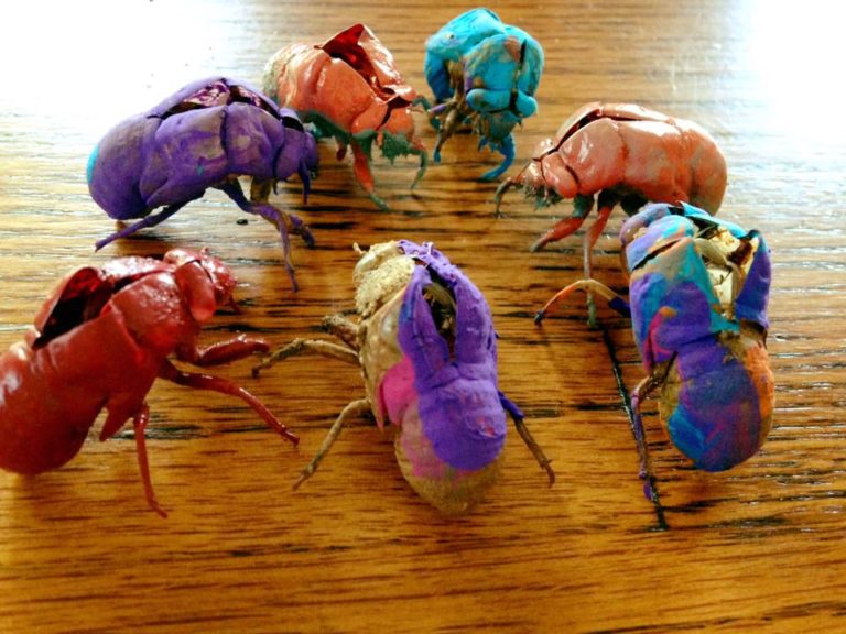 painted insects