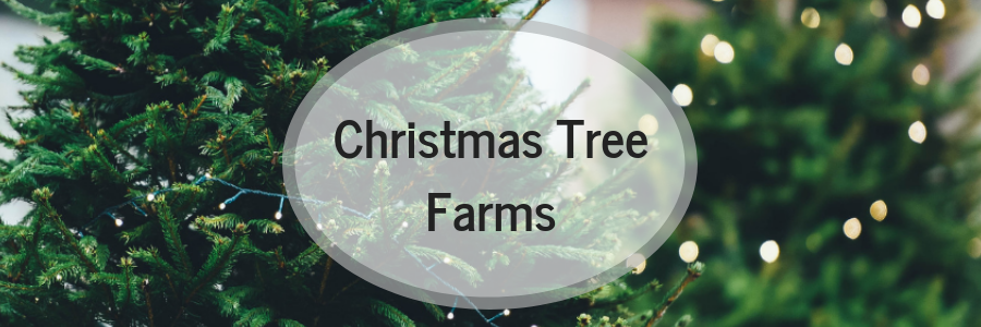 christmas tree farms