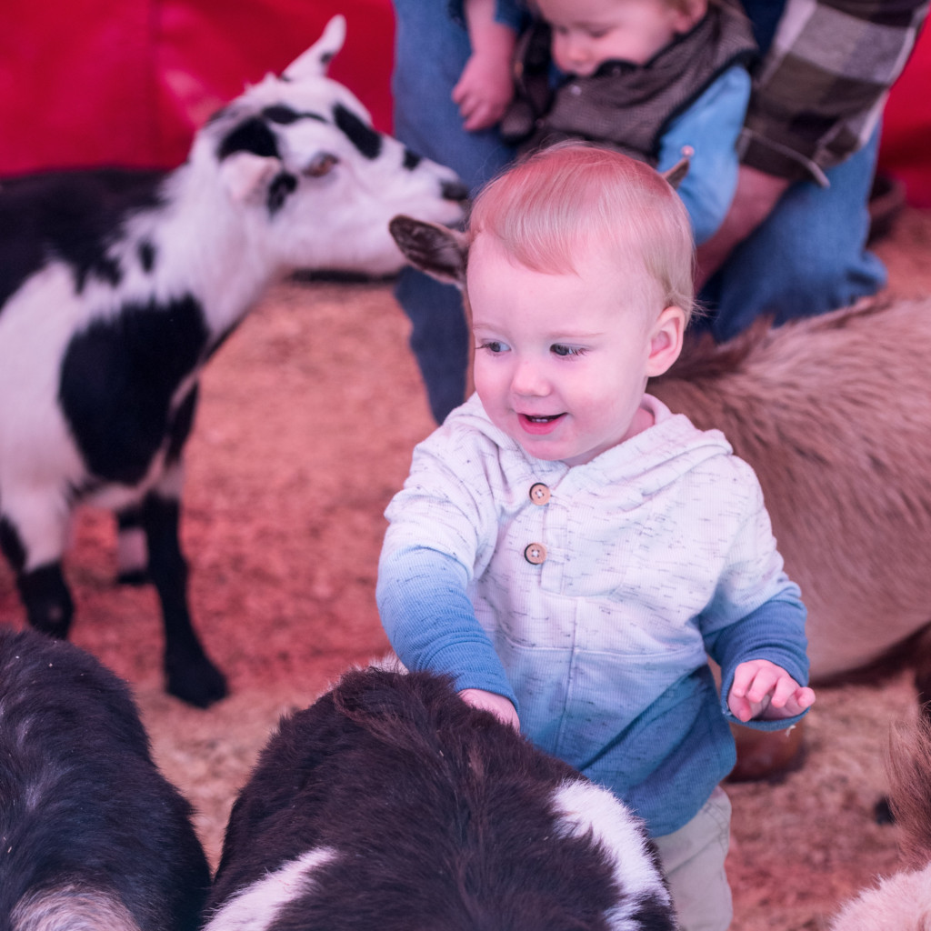 Kids of all ages can enjoy the Fort Worth Stock Show & Rodeo.