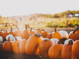 Families in Fort Worth can find fun activities this season at fall pumpkin patches, corn mazes, and other destinations in this guide.