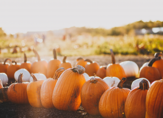 Families in Fort Worth can find fun activities this season at fall pumpkin patches, corn mazes, and other destinations in this guide.