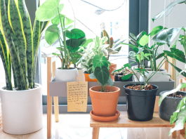 Learning to care for houseplants