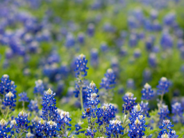 Find the most beautiful bluebonnet patches in Fort Worth.