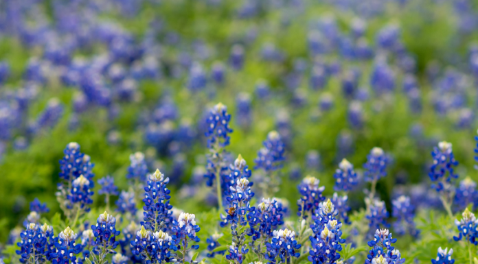 Find the most beautiful bluebonnet patches in Fort Worth.