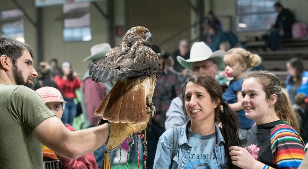 Learn about animals, such as falcons, at the presentations by Texas Farm Bureau at the Fort Worth Stock Show & Rodeo.