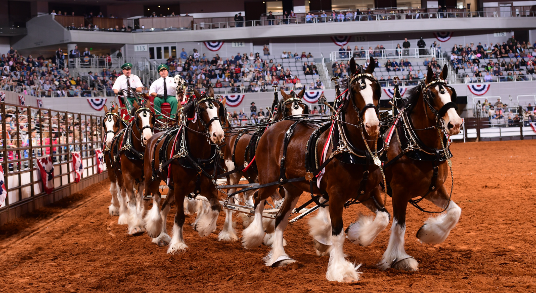 See the famous Budweiser Clydesdales at the Fort Worth Stock Show & Rodeo.