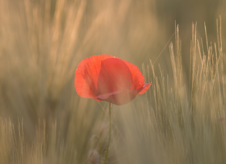 poppy flower of remembrance