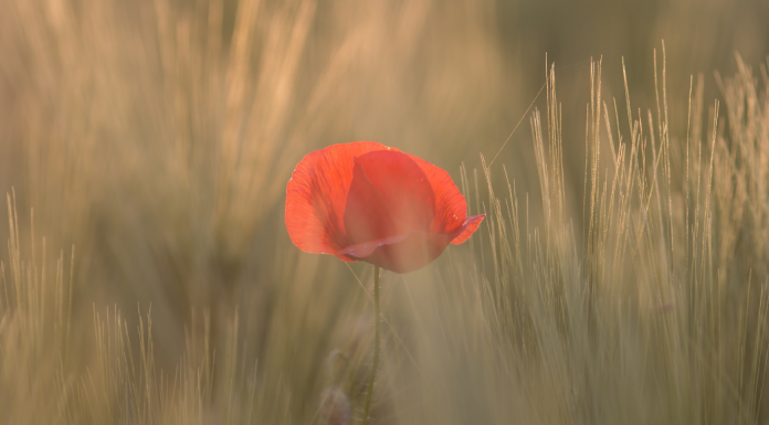 poppy flower of remembrance