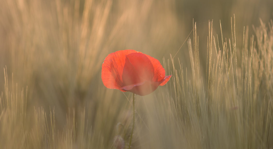 A poppy flower is a symbol of remembrance.