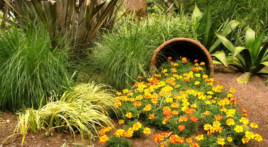 Marigold and decorative grass grows in the garden