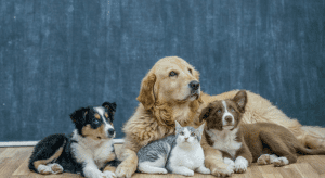 Cats and dogs are family members