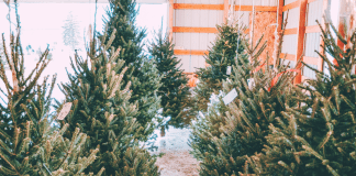 Christmas tree farms near Fort Worth header graphic
