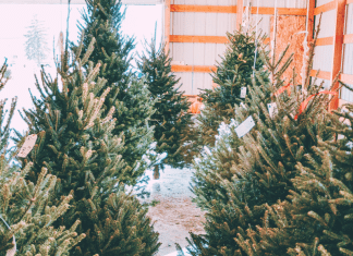 Christmas tree farms near Fort Worth header graphic