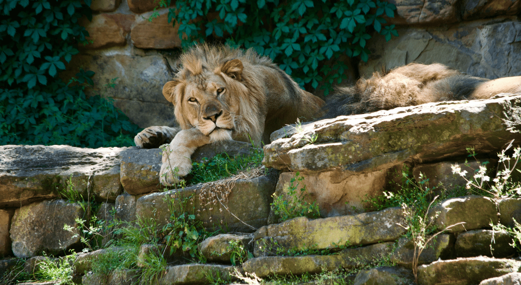Fort Worth Zoo houses many animals, including lions.