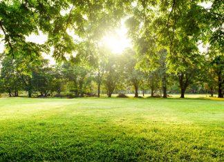 green field surrounded by green leafy trees in the sunlight